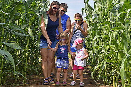 Corn maze for children and adults brings lot of fun.